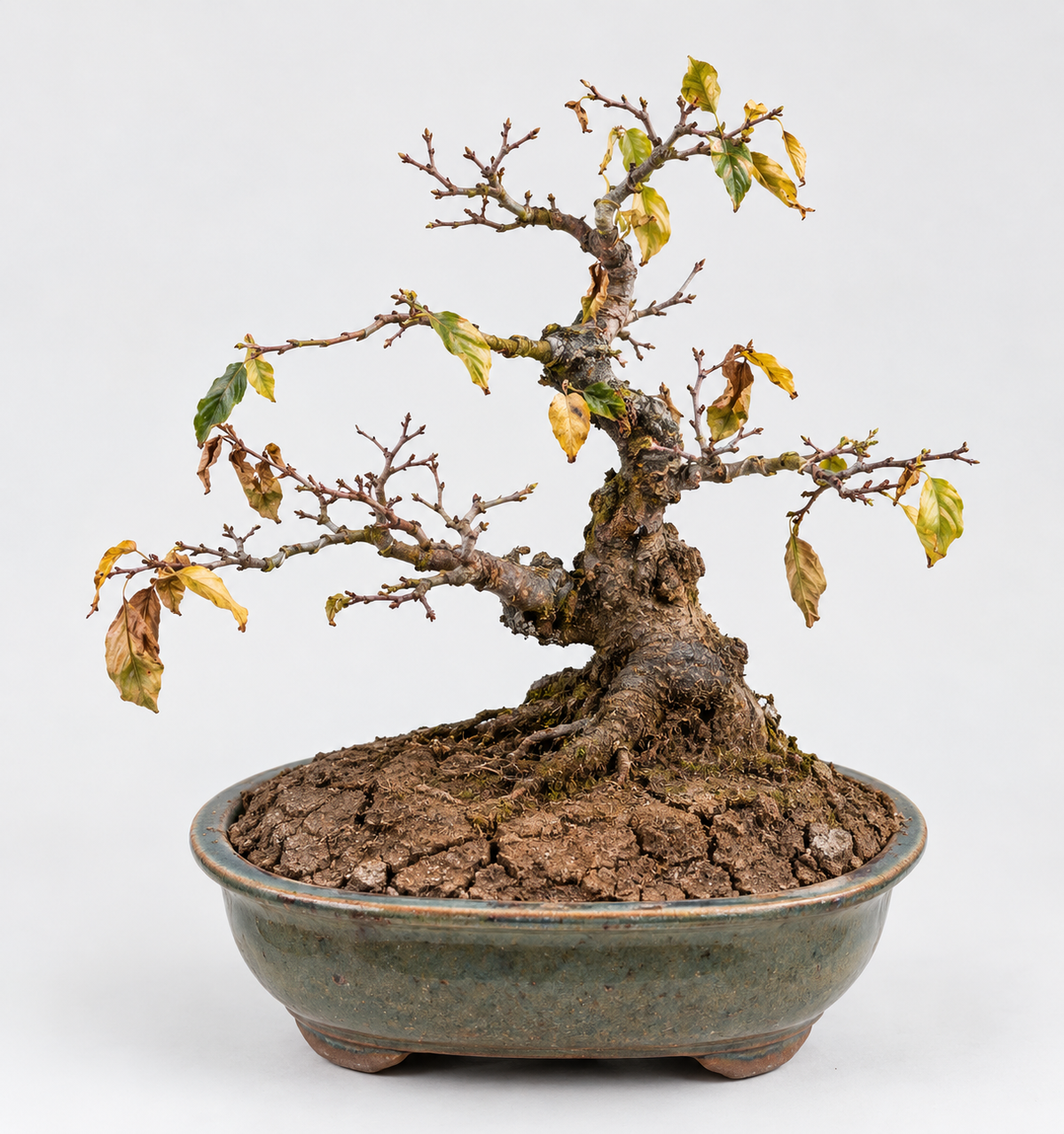 Espoma Myco-Tone advantage